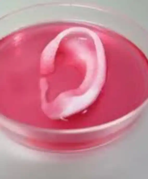 Bio 3D printed ear structure in culture dish