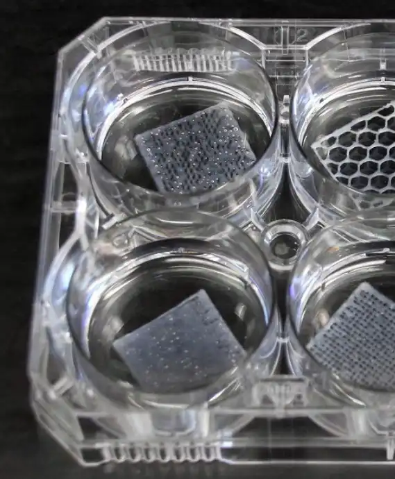 Tissue engineering scaffolds in petri dishes using bioprinting